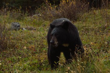 Kahverengi ayı Banff Ulusal Parkı 'nda çimlerde yemek yiyor.
