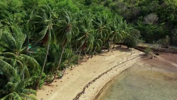 奥卡姆奥卡姆海滩的空中风景 满是棕榈树 绿松石色美丽 — 图库视频影像