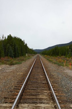 Ağaçlarla çevrili Kanada Rocky Dağları 'nı geçen tren rayları..
