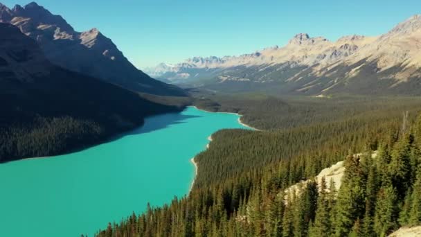 Vue Aérienne Incroyable Lac Peyto Belles Eaux Turquoises Entourées Milliers — Video