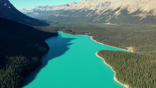 Letecký Pohled Neuvěřitelné Jezero Peyto Krásné Tyrkysové Vody Obklopené Tisíci — Stock video