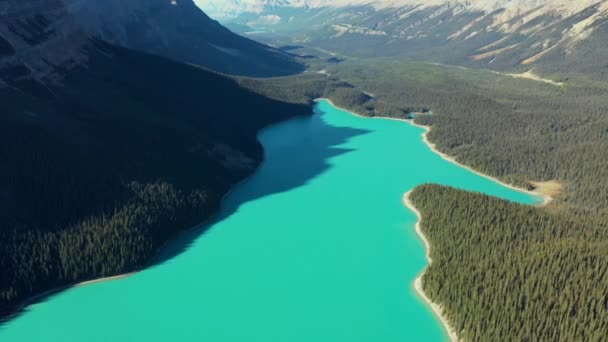 Flygfoto Över Den Otroliga Peyto Lake Vackert Turkost Vatten Omgivet — Stockvideo