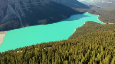 İnanılmaz Peyto Gölü 'nün havadan görünüşü. Güneşli bir günde binlerce çam ağacıyla çevrili güzel turkuaz sular..