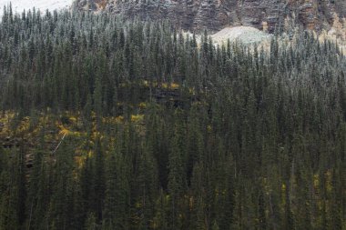 Sonbaharda çam ağaçlarıyla dolu güzel bir dağ..