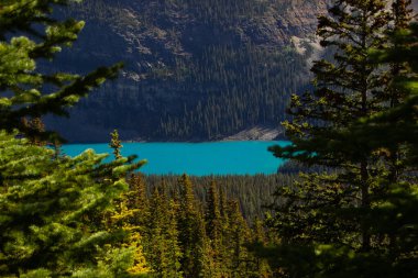 Kanada 'da bir sonbahar sabahı Louise Gölü' nde yalnız bir tekne..