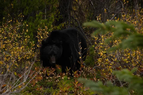 Kahverengi ayı Banff Ulusal Parkı 'nda çimlerde yemek yiyor.