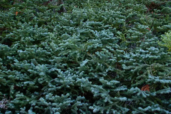 Yerden görünen bir çam ağacının dalları mavi gökyüzünün arka planında.