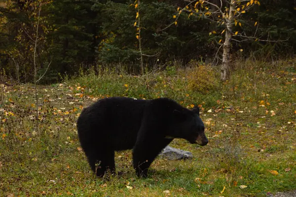 stock image Brown bear eating in the grass in Banff National Park