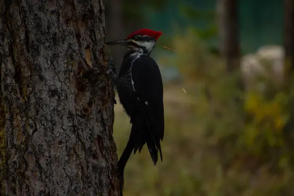 Bir Kuzey Amerika ağaçkakanı (Dryocopus pileatus) bir ağaç gövdesine tünemektedir. Gagasını karıncalarla beslenmek ve bölgesini sınırlamak için ağaçlara dokunmak için kullanır..
