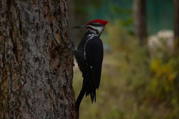 Bir Kuzey Amerika ağaçkakanı (Dryocopus pileatus) bir ağaç gövdesine tünemektedir. Gagasını karıncalarla beslenmek ve bölgesini sınırlamak için ağaçlara dokunmak için kullanır..