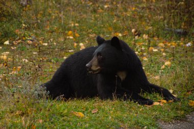 Kahverengi ayı Banff Ulusal Parkı 'nda çimlerde yemek yiyor.