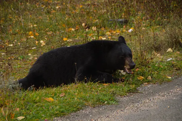 stock image Brown bear eating in the grass in Banff National Park