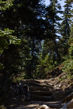 Kanada Kayalıkları 'nın ağaç kökleriyle dolu bir yürüyüş yolunun izleri.