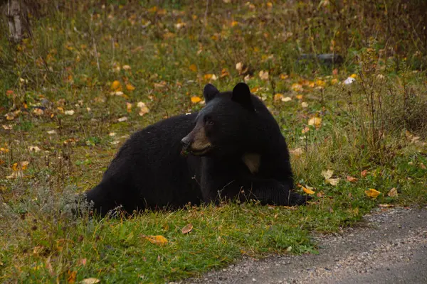 stock image Brown bear eating in the grass lying on the ground in Banff National Park