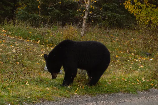 stock image Brown bear eating in the grass in Banff National Park