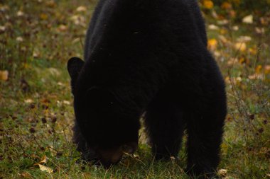 Kahverengi ayı Banff Ulusal Parkı 'nda çimlerde yemek yiyor.