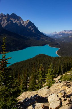 İnanılmaz Peyto Gölü manzarası. Güneşli bir günde binlerce çam ağacıyla çevrili güzel turkuaz sular..