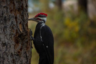 Bir Kuzey Amerika ağaçkakanı (Dryocopus pileatus) bir ağaç gövdesine tünemektedir. Gagasını karıncalarla beslenmek ve bölgesini sınırlamak için ağaçlara dokunmak için kullanır..