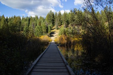 Çam ağaçları arasındaki tahta köprü Kanada 'daki Jasper Ulusal Parkı' nın beş gölünü geçiyor..