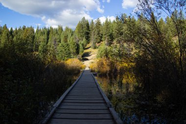 Wooden bridge between pine trees to cross the five lakes of Jasper National Park in Canada. clipart