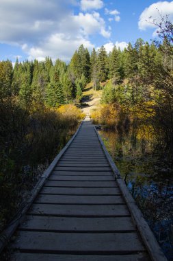 Çam ağaçları arasındaki tahta köprü Kanada 'daki Jasper Ulusal Parkı' nın beş gölünü geçiyor..