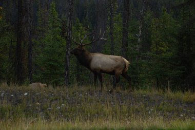 Kanada Alberta 'daki Jasper Ulusal Parkı' nda boynuzlu geyikler otluyor.