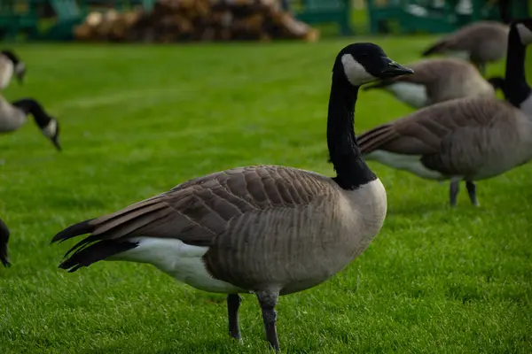 Kanada Goose Fairmont Jasper Park Lodge, Kanada
