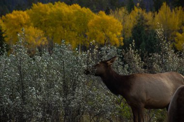 Kanada 'nın Jasper gölünde büyük ağaçlarla çevrili otları yiyen geyik..
