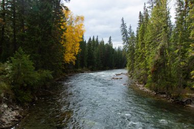 Athabasca Nehri Sonbaharda Maligne Kanyonu 'ndan geçerken, Kanada.