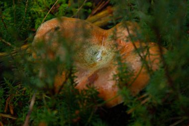 Great lactarius deliciosus in the mountains of Spain in the autumn season. clipart