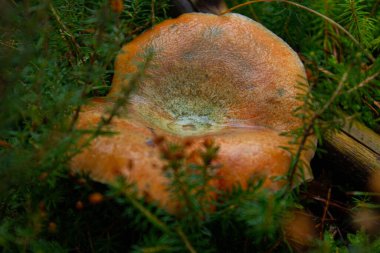 Great lactarius deliciosus in the mountains of Spain in the autumn season. clipart