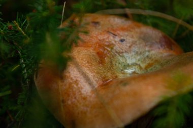 Great lactarius deliciosus in the mountains of Spain in the autumn season. clipart