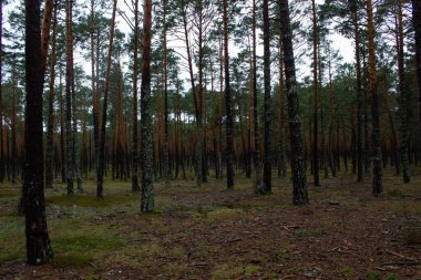 Sonbaharda gövdenin her tarafı çam ağaçlarıyla dolu Soria ormanı..