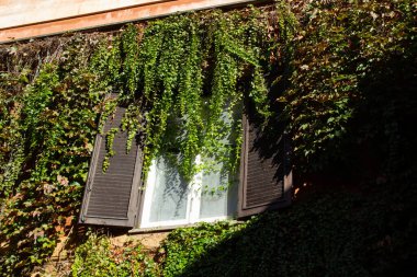 Ahşap panjurlu bir pencere Roma 'da geniş bir sarmaşık büyümesiyle gizlenir.