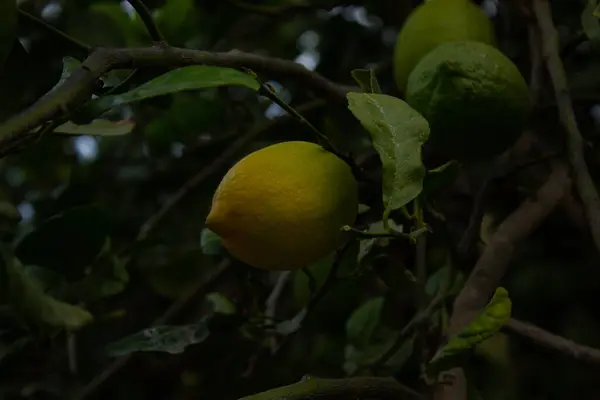 Olgun meyve ile yüklenen bir limon ağacı