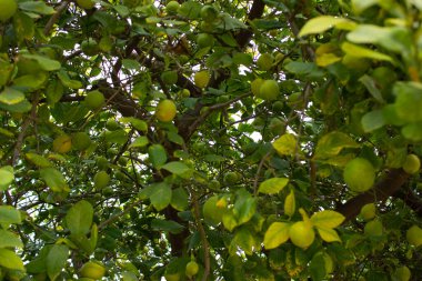 Olgun meyve ile yüklenen bir limon ağacı