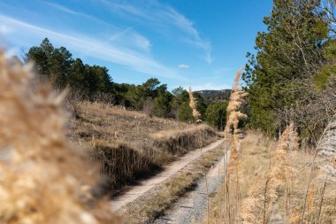 Baharda kırsal bir yol manzarası. Kenarlarında buğday dalları, açık bir günde.