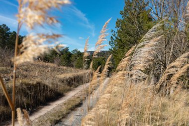 Baharda kırsal bir yol manzarası. Kenarlarında buğday dalları, açık bir günde.