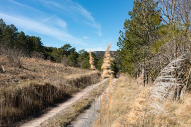Baharda kırsal bir yol manzarası. Kenarlarında buğday dalları, açık bir günde.