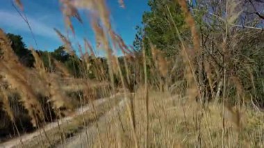 Baharda kırsal bir yol manzarası. Kenarlarında buğday dalları, açık bir günde.
