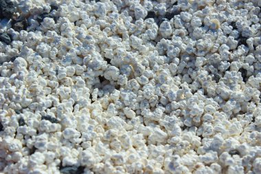 Fuerteventura, Playa del Mejillon 'da bulunan ünlü patlamış mısır taşlarının gerçeküstü yakın plan görüntüsü. Deniz yosunları ve mercan parçalarından oluşan bu sıra dışı beyaz oluşumlar volkanik siyah kumlara saçılmış patlamış mısır taneciklerine benziyor. 