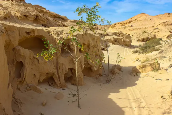 Fuerteventura adasındaki Barranco Encantado manzarası, rüzgar şeklindeki kumtaşı oluşumları, zengin dokular ve sıcak doğal tonlarla. Kanarya Adaları 'ndaki volkanik çöl arka planı.