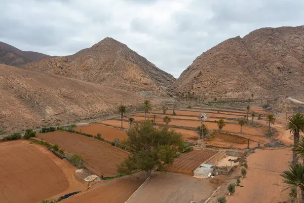 Mal Paso vadisi, Fuerteventura, Kanarya Adaları 'ndaki geleneksel teraslı tarım arazilerinin insansız hava aracı görüntüsü eski tarım tekniklerini sergiliyor..