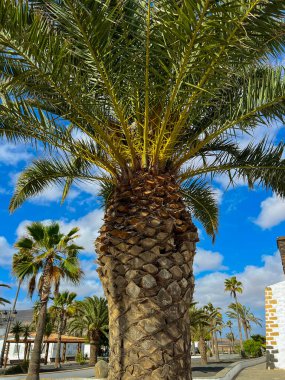 Fuerteventura, Kanarya Adaları 'nın parlak güneşi altında dimdik duran tropik palmiye ağaçları. Ada hayatının özünü, ılık havayı ve sakin bir sahil ortamında doğal güzelliği yakalar..