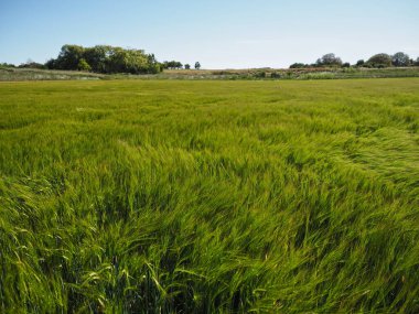 Burgos 'taki yeşil arpa tarlası rüzgarla savruldu.