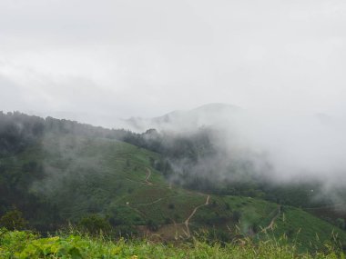 Dağ manzarası sisle kaplı yeşil bitki örtüsüyle