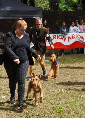 Muskiz 'de köpek güzellik yarışması