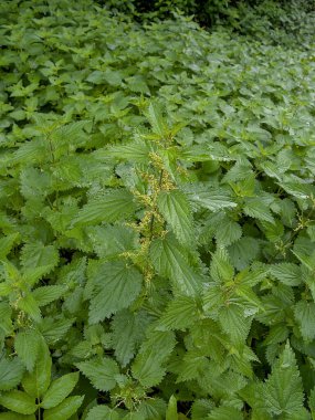 Ormandaki Nettle Bahçesi