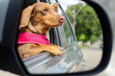 Dachshound 'un yakın çekimi bir arabanın dikiz aynasından ufka bakıyor.