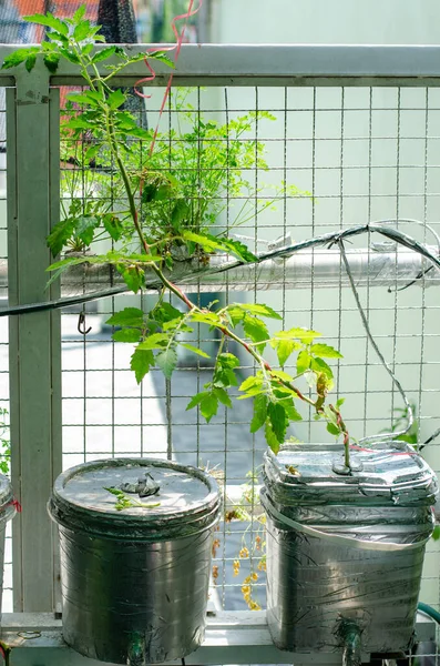 Homemade hydroponic tomato plant in buckets with silver tape